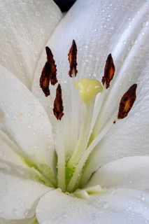 White lilly
