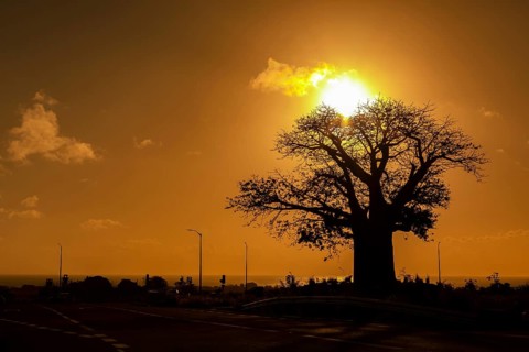 Silhouette of Baobab