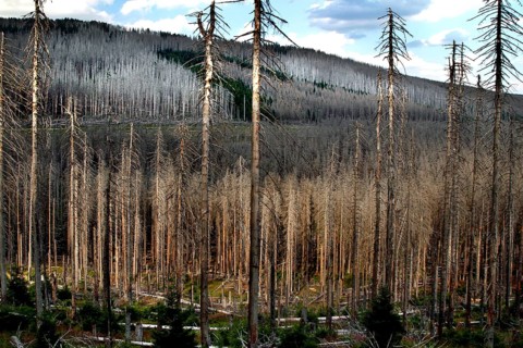 Dead trees