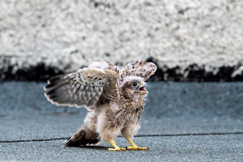 Common Common Kestrel
