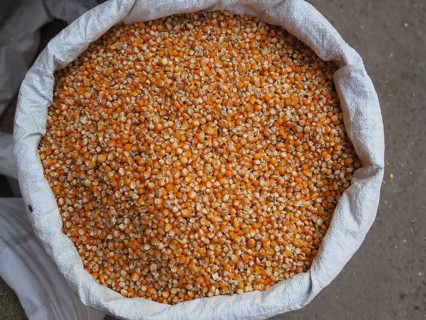 Fresh corn kernel