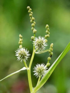 Simplestem bur-reed