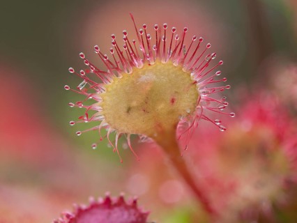 Common sundew