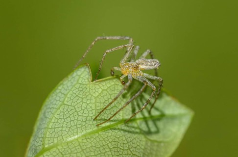 Bright flatback spider