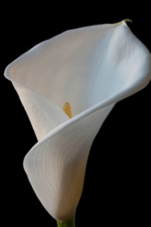 Calla flower