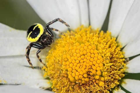 Napoleon spider
