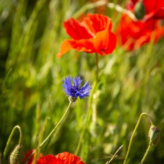 Blueberries and poppies in a field