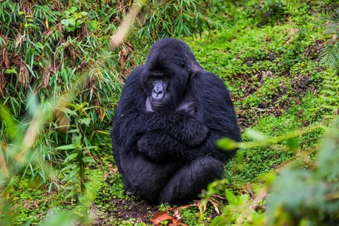 Mountain gorilla