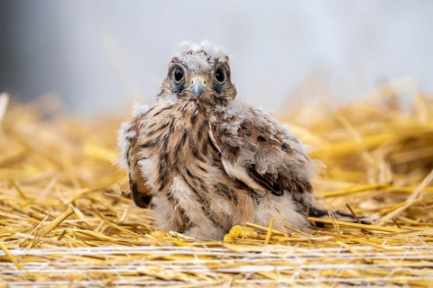 Common kestrel