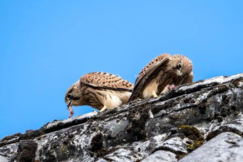 Common kestrel