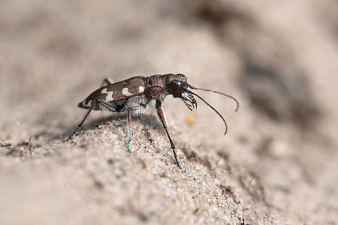 Northern dune tiger beetle