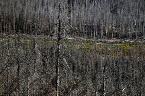 Dead trees