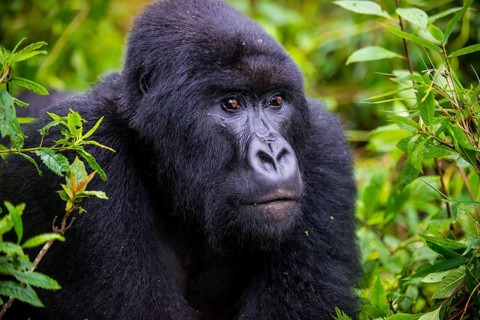 Mountain gorilla