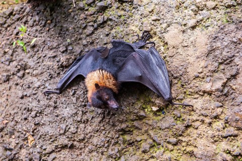 Little flying fox in the To sua ocean trench in Upolo
