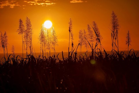 Sunset over the ocean with blooming sugar cane plants village of Petite Riviere
