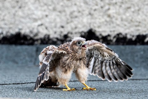 Common Common Kestrel