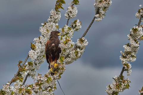 Harris Hawk