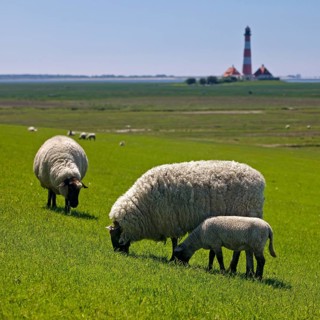 Domestic sheep