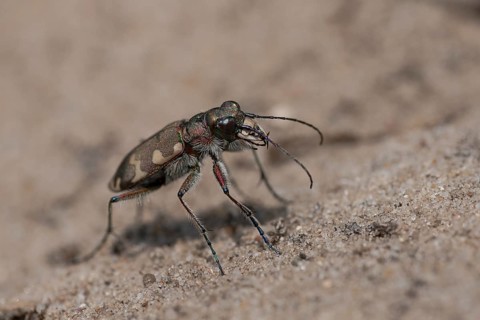 Northern dune tiger beetle
