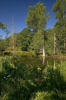 Floodplain landscape with the Erft in spring