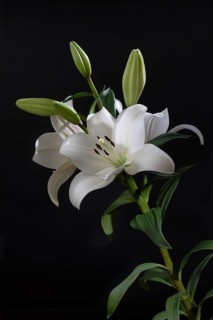 White lilly