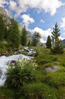 Ascent to the Duesseldorfer Huette past alpine thistle