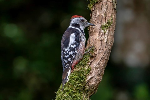 Middle spotted woodpecker