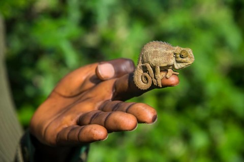 Man holding a Chameleon Trioceros ellioti on his hand in the Virunga National Park