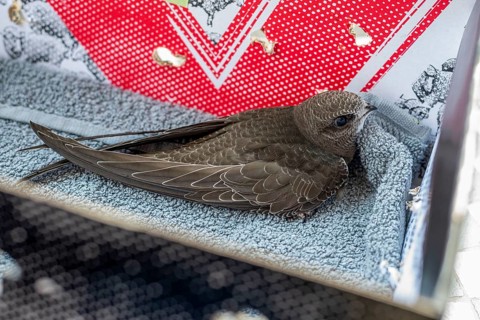 Common Swift