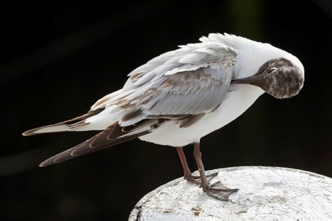 Black-headed gull