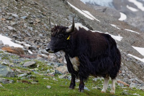 Tibetan domestic Yak