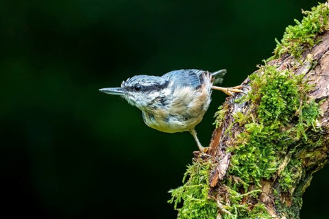 Eurasian nuthatch