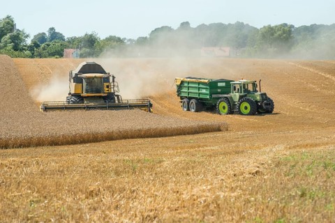 Threshing of grain with combine harvester at Ystad