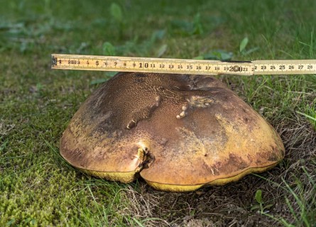 Measuring a mushroom cap with a metre rule