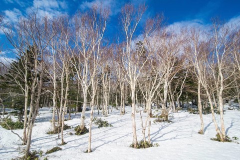 Birch forest in the snow