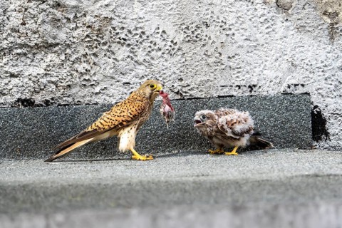 Common kestrel