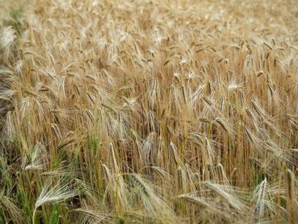 Cornfield on the Elbe in Langendorf
