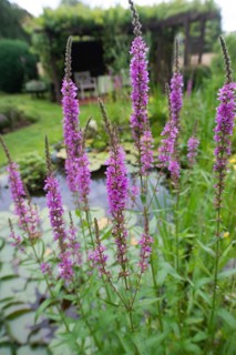 Purple loosestrife