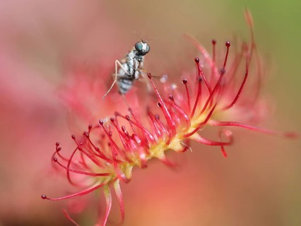 Common sundew