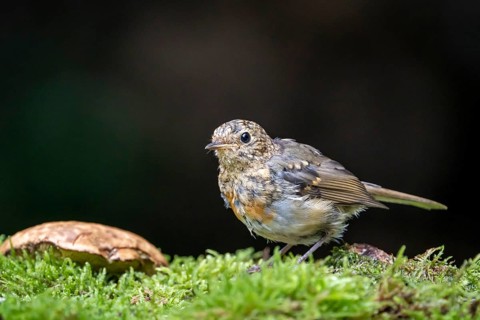 European robin