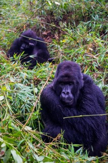 Mountain gorilla