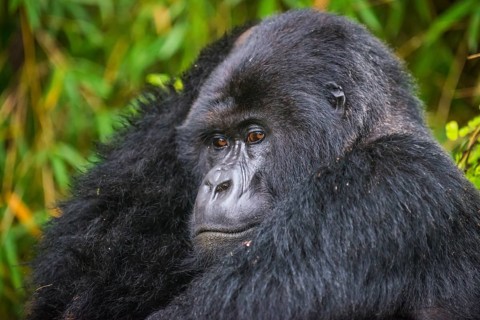 Mountain gorilla
