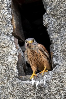 Common kestrel