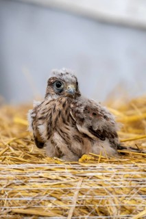 Common kestrel