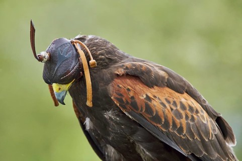 Harris Hawk