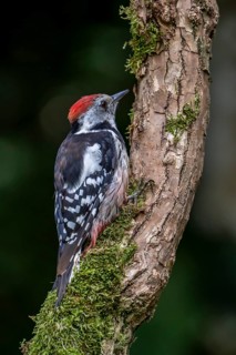 Middle spotted woodpecker