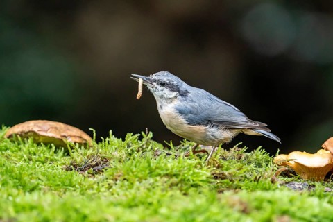 Eurasian nuthatch