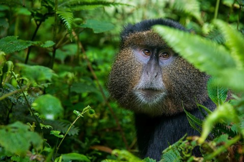 Golden monkey