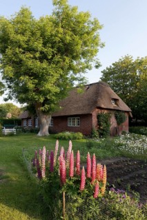 Farm garden with lupines