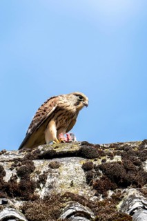 Common kestrel